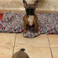 Bulldog francesi maschi