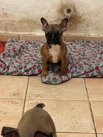 Bulldog francesi maschi