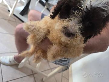 cucciolla  di femmina lagotto