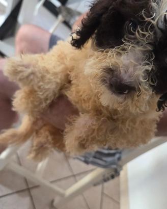 cucciolla  di femmina lagotto
