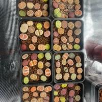 Lithops sassi viventi piante succulente