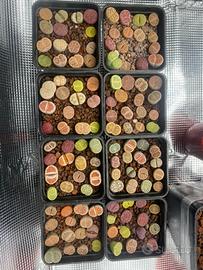 Lithops sassi viventi piante succulente