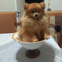 Spitz Pomerania