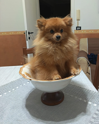 Spitz Pomerania