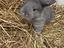 Immagine 3