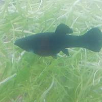 Black Molly
