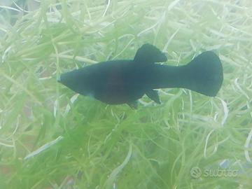 Black Molly