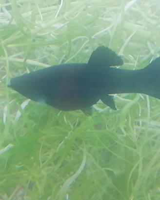 Black Molly