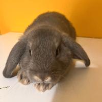 Cuccioli coniglio ariete