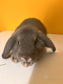 Cuccioli coniglio ariete