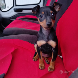 Pinscher Nano