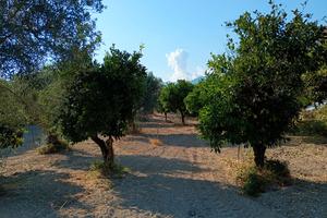 Terreno agricolo sito in Sant' Ilario dello Jonio