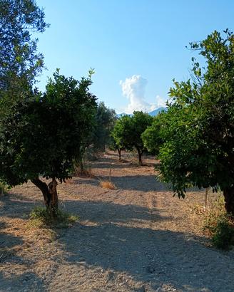 Terreno agricolo sito in Sant' Ilario dello Jonio