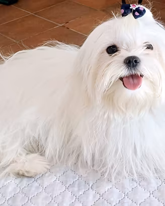 Maltesi cuccioli