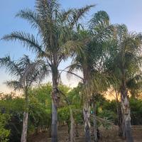 Piante ornamentali da giardino