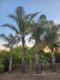 Piante ornamentali da giardino in terra da estirpa