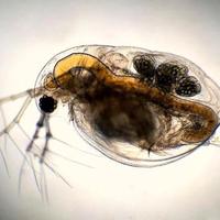 starter Dafnia Daphnia dafnie