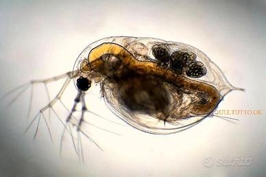 starter Dafnia Daphnia dafnie