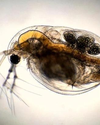 starter Dafnia Daphnia dafnie
