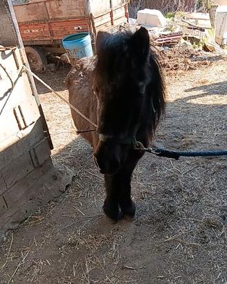 Pony femmina