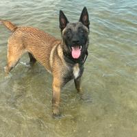 Malinois per monta
