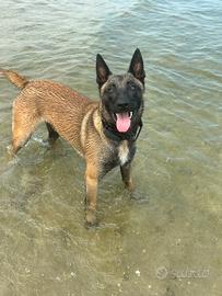 Malinois per monta