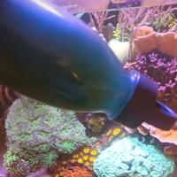 Fitoplancton Vivo Zooplancton (Copepodi e Rotiferi