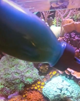 Fitoplancton Vivo Zooplancton (Copepodi e Rotiferi