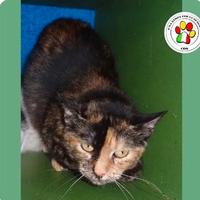 Femmina - 3 anni circa