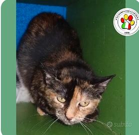 Femmina - 3 anni circa