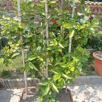 pianta limone