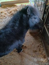 Mini pony 18 mesi ,500 trattabile