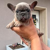 Bulldog francese blu