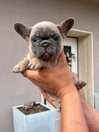 Bulldog francese blu