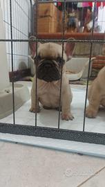 Cucciolo bulldog francese con pedegree
