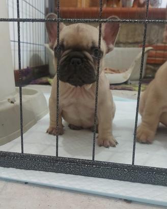 Cucciolo bulldog francese con pedegree