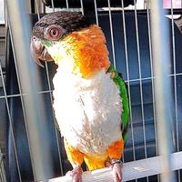 Pappagallo caicco testa nera