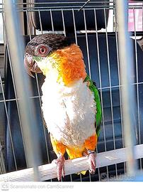 Pappagallo caicco testa nera