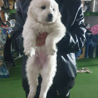 Cuccioli pastore maremmano abruzzese puri
