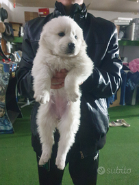 Cuccioli pastore maremmano abruzzese puri