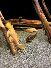 Coppia Ancistrus gold