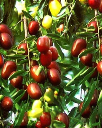 Piante di giuggiole