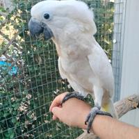 Cacatua Alba - ciuffo bianco