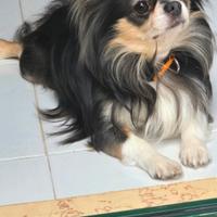 Chihuahua maschio blu tricolore x monta Pedigree