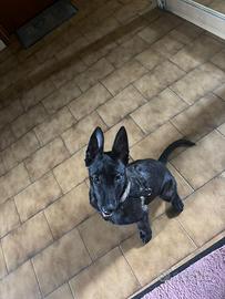 Cucciola pastore belga