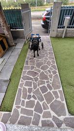 Carrello cani disabili professionale 