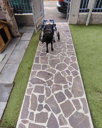 Carrello cani disabili professionale 