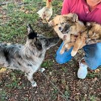 Similar Pastore della Lessinia e del Lagorai