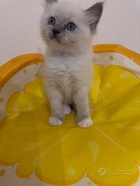 Gattino Ragdoll blue Mitted