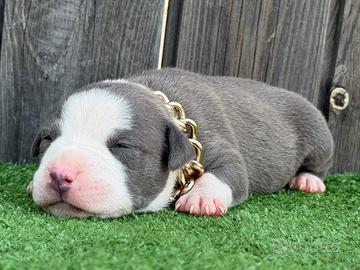 American pitbull terrier